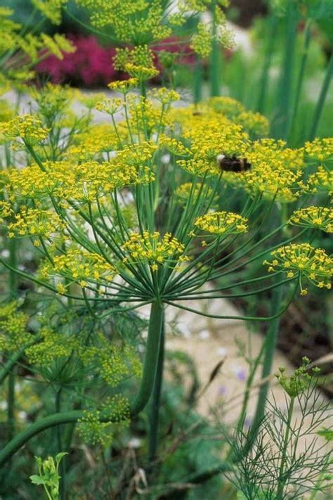 white dill plants for sale.